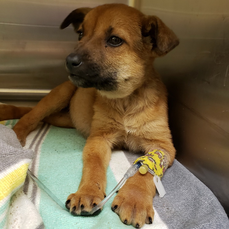 The Valentine's Puppies are victims of cruelty&nbsp;and neglect. They were left to die outside while they waited for rescue.