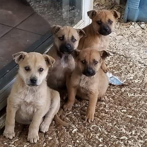 The Valentine's Puppies are victims of cruelty&nbsp;and neglect. They were left to die outside while they waited for rescue.