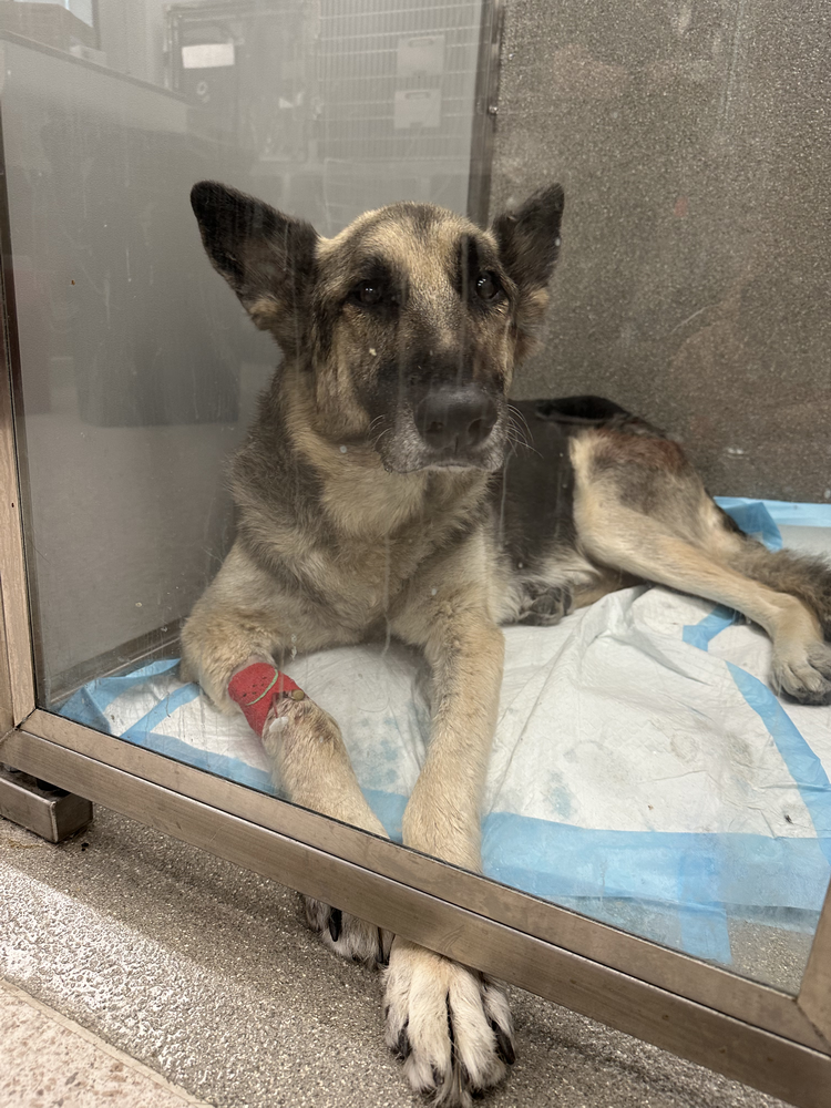 Rosco Needs Your Help!