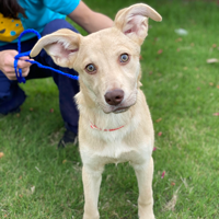 Adira was hit by a car. Emaciated and clearly in pain, Adira needed medical support immediately.