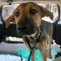 Mac has a fractured pelvis involving her right hip joint as well as a dislocated left hip