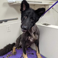 With some regular baths, medication, consistent grooming, Teddy Bear is slowly healing.