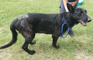 Zulu has bacterial pyoderma